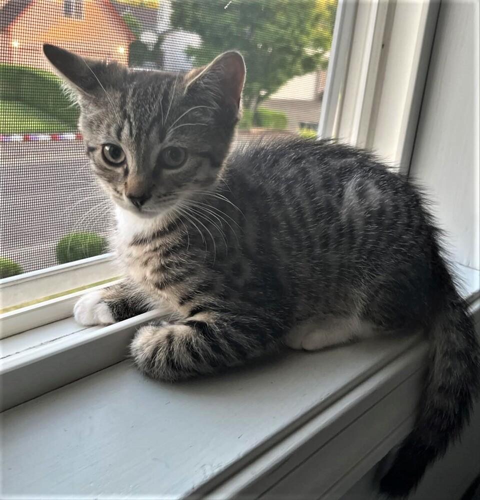 Roo, Adopted, Adult Male Domestic Short Hair.