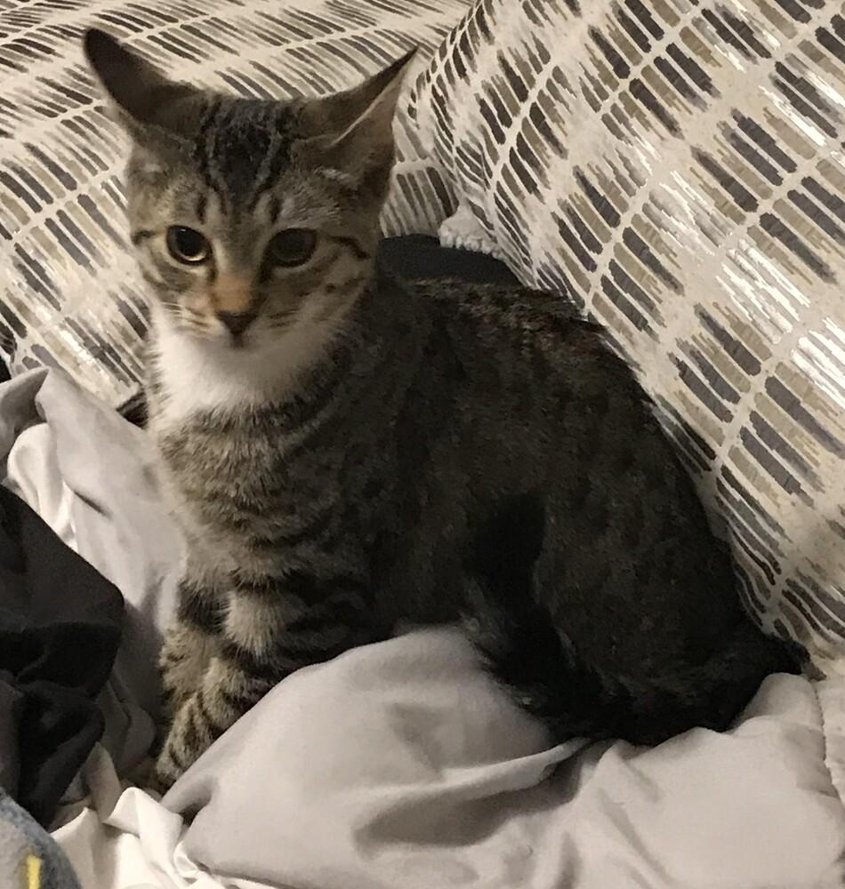 Enlarge Roo, a Adopted mixed breed in Lebanon, OR image 5/5