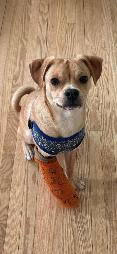 Stewie, Adoptable, Young Male Pug & Beagle.