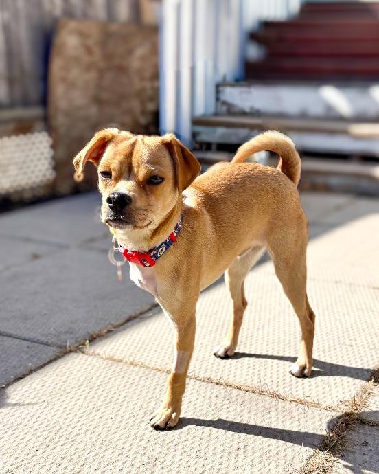 Enlarge Stewie, a Adoptable mixed breed in Calgary, AB image 2/6
