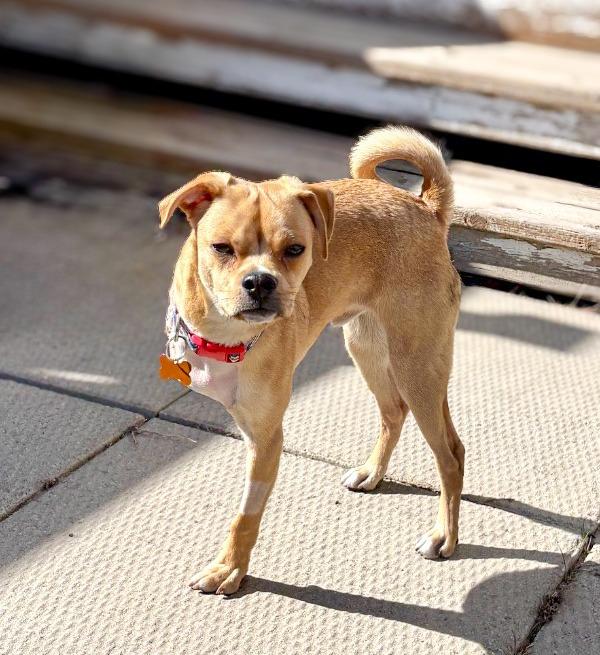 Enlarge Stewie, a Adoptable mixed breed in Calgary, AB image 4/6