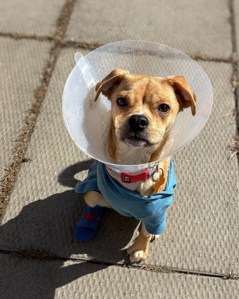 Enlarge Stewie, a Adoptable mixed breed in Calgary, AB image 6/6