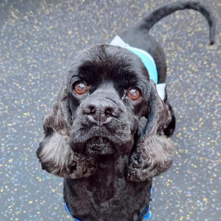 Enlarge Loki, a Adoptable Cocker Spaniel in South San Francisco, CA image 2/2