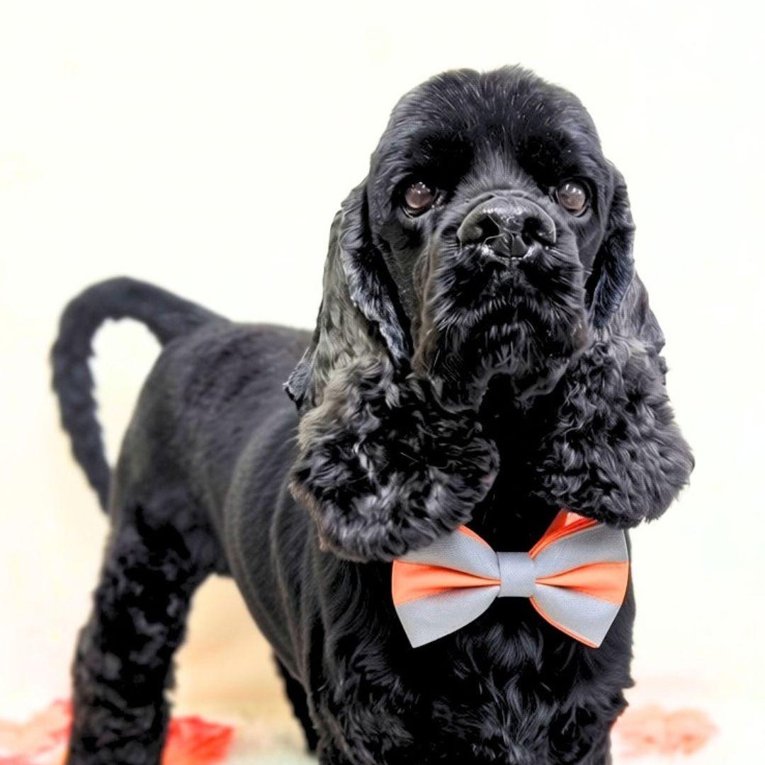 Enlarge Loki, a Adoptable Cocker Spaniel in South San Francisco, CA image 1/2