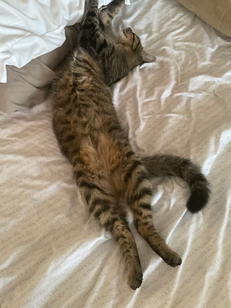 Enlarge KANE, a Adoptable mixed breed in HEMET, CA image 3/6