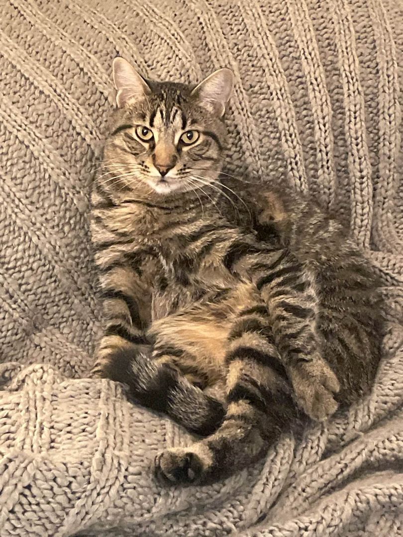 Enlarge KANE, a Adoptable mixed breed in HEMET, CA image 4/6