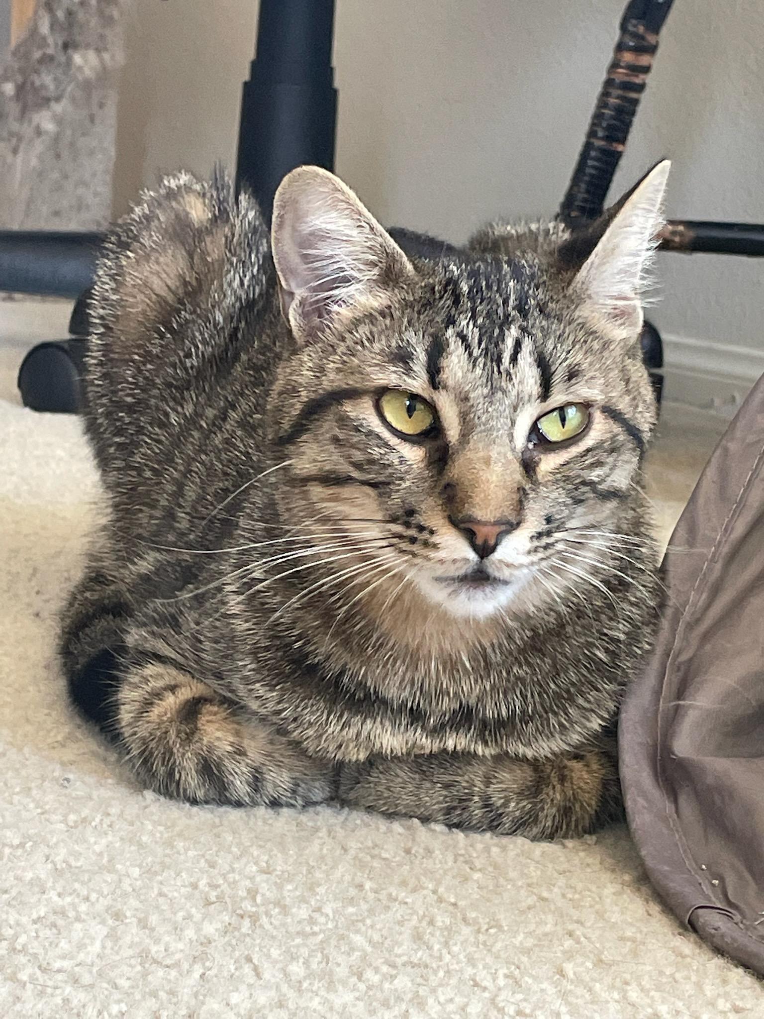 KANE, an adoptable Egyptian Mau, Tabby in HEMET, CA, 92544 | Photo Image 5