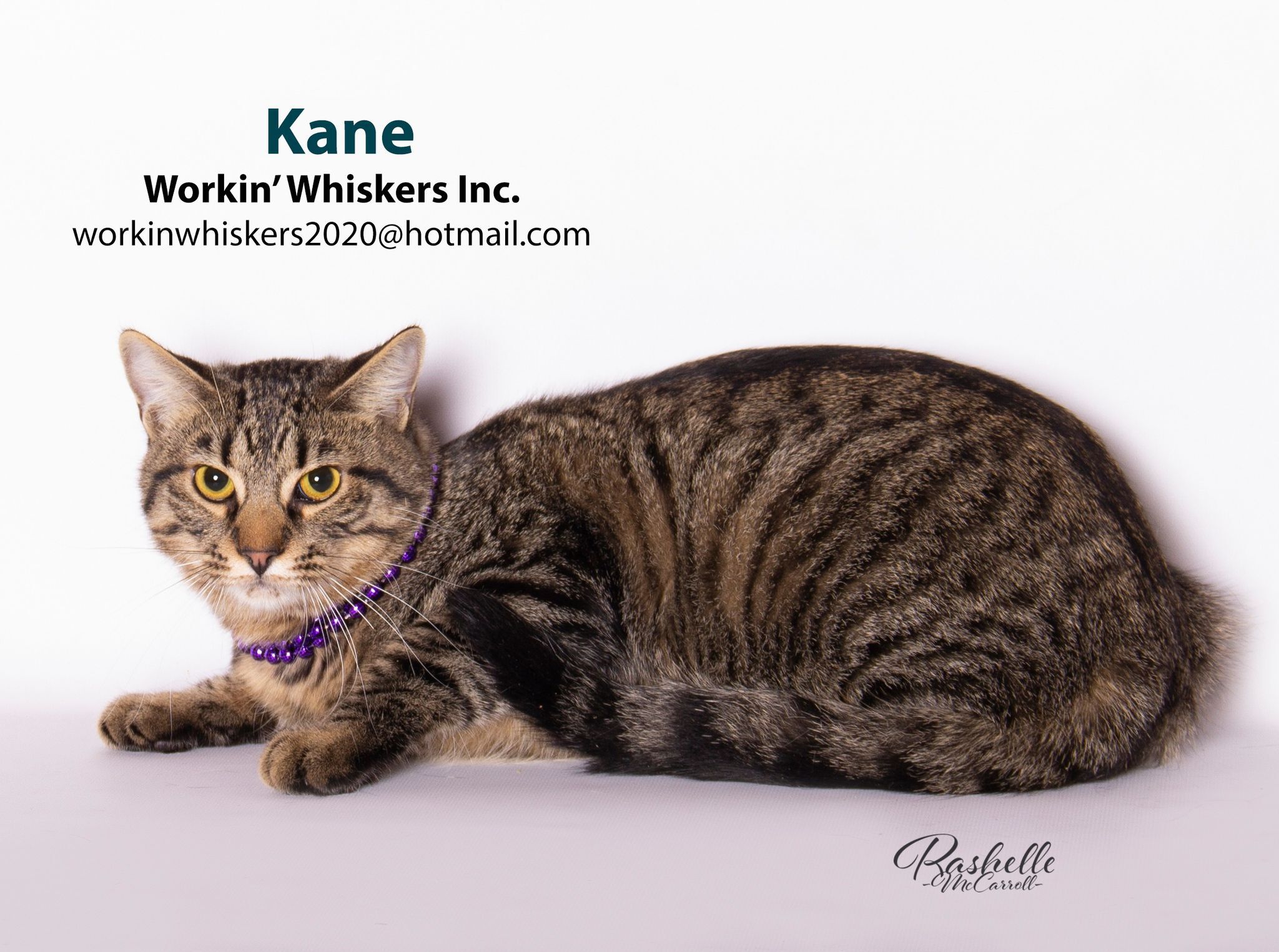 Enlarge KANE, a Adoptable mixed breed in HEMET, CA image 1/6