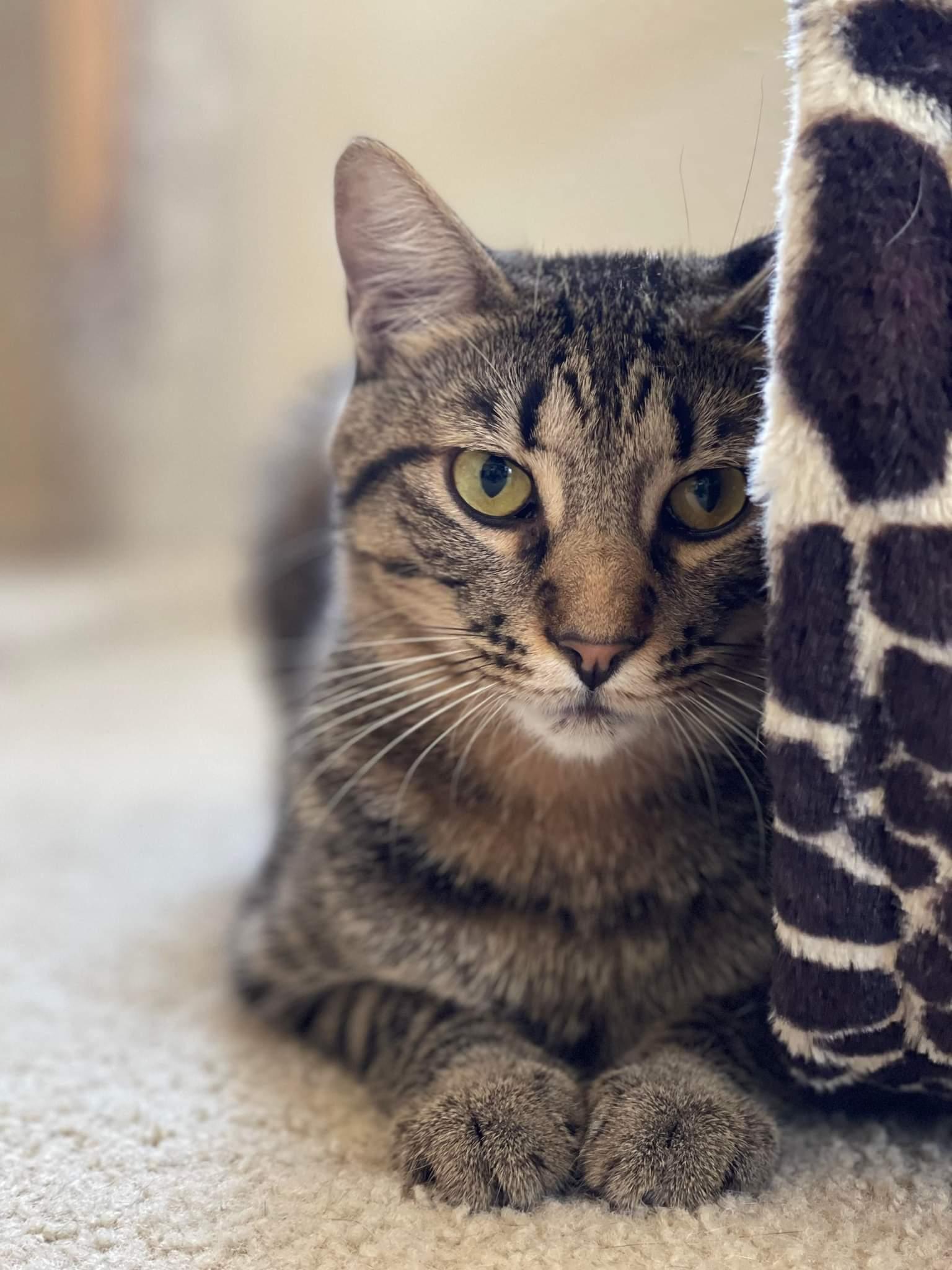 KANE, an adoptable Egyptian Mau, Tabby in HEMET, CA, 92544 | Photo Image 2