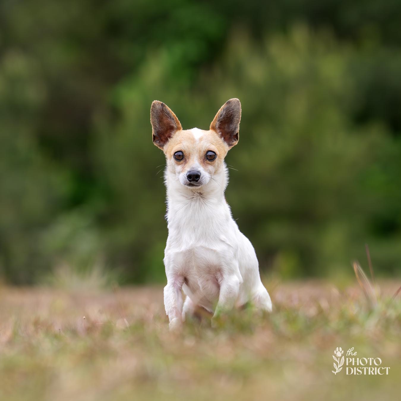 Nico, Adoptable, Adult Male Chihuahua & Chihuahua.
