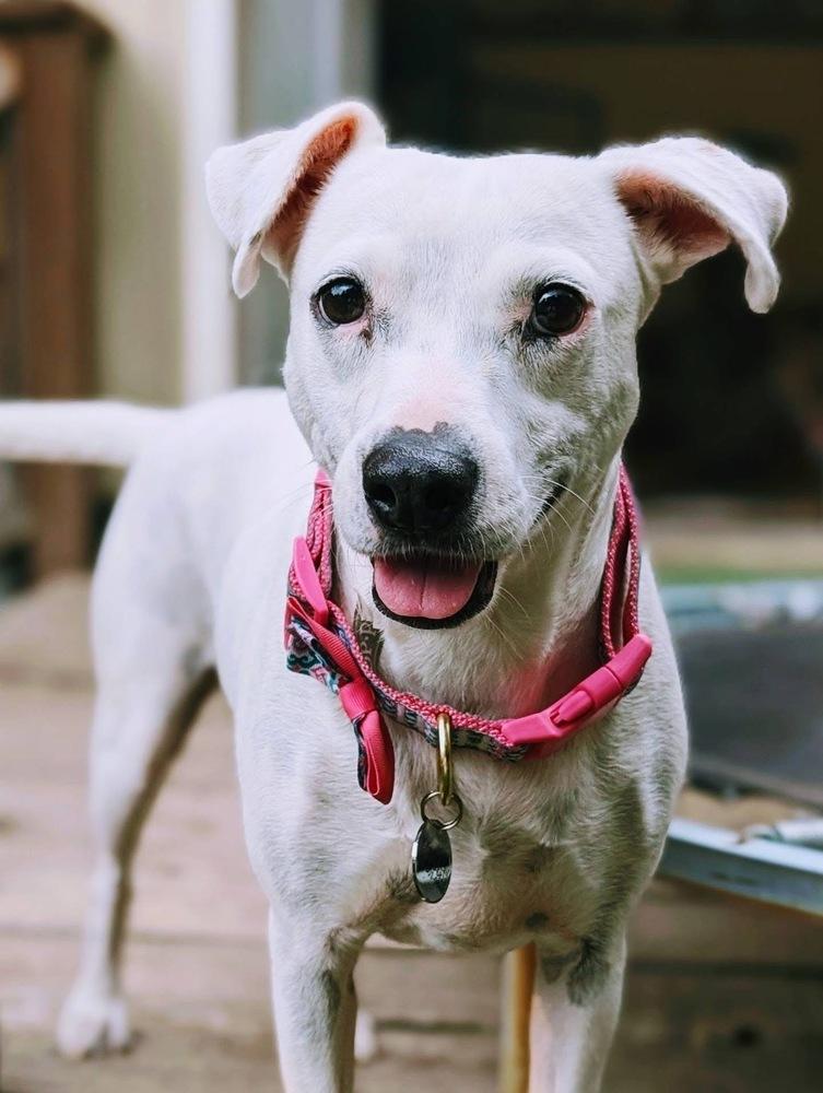 Clara, Adoptable, Adult Female Pit Bull Terrier.