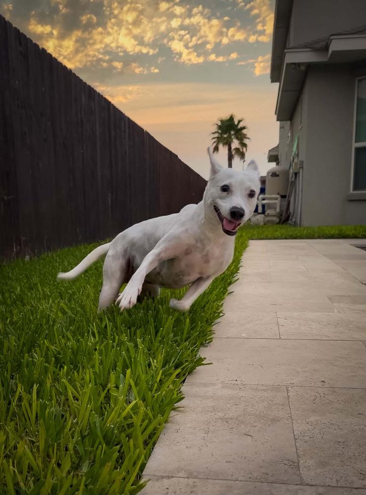 Clara, a Adoptable mixed breed in Portland, OR image 2/4