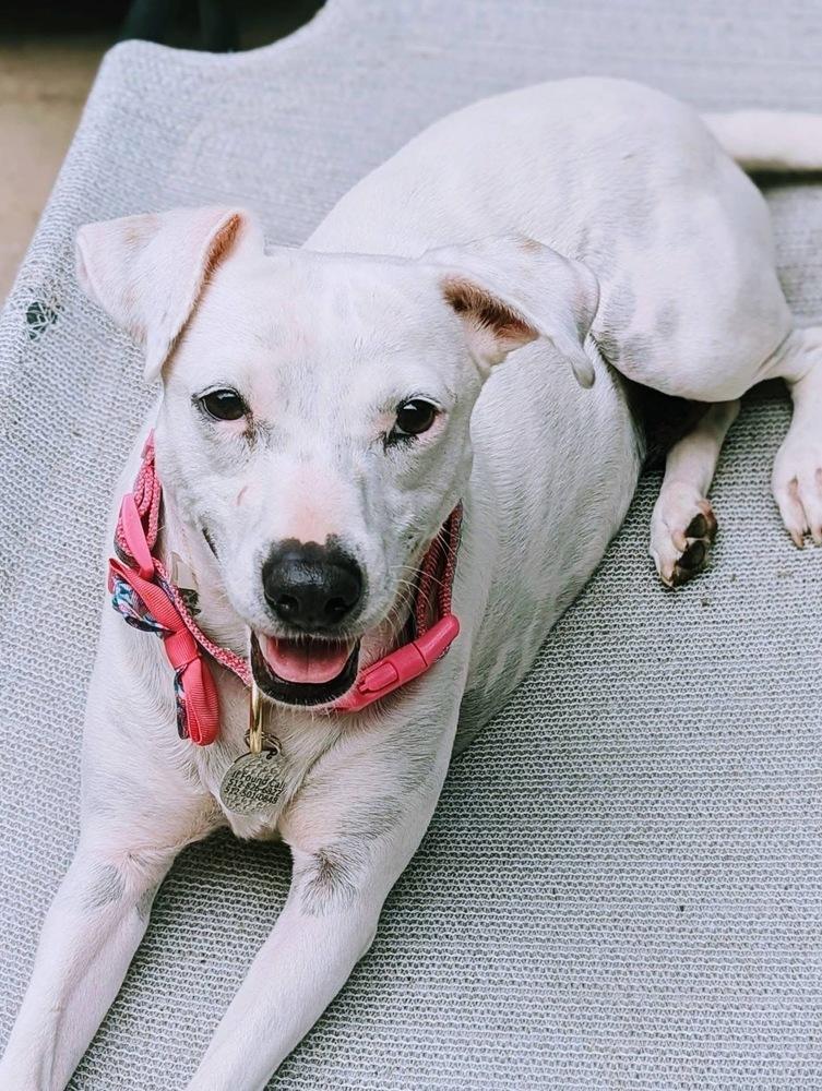 Clara, a Adoptable mixed breed in Portland, OR image 3/4