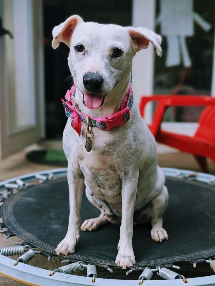 Clara, a Adoptable mixed breed in Portland, OR image 4/4