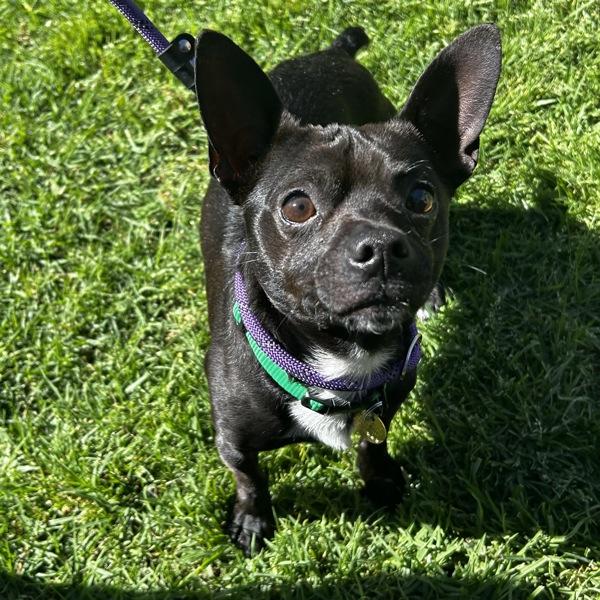 Muscle Man — thumbnail 2