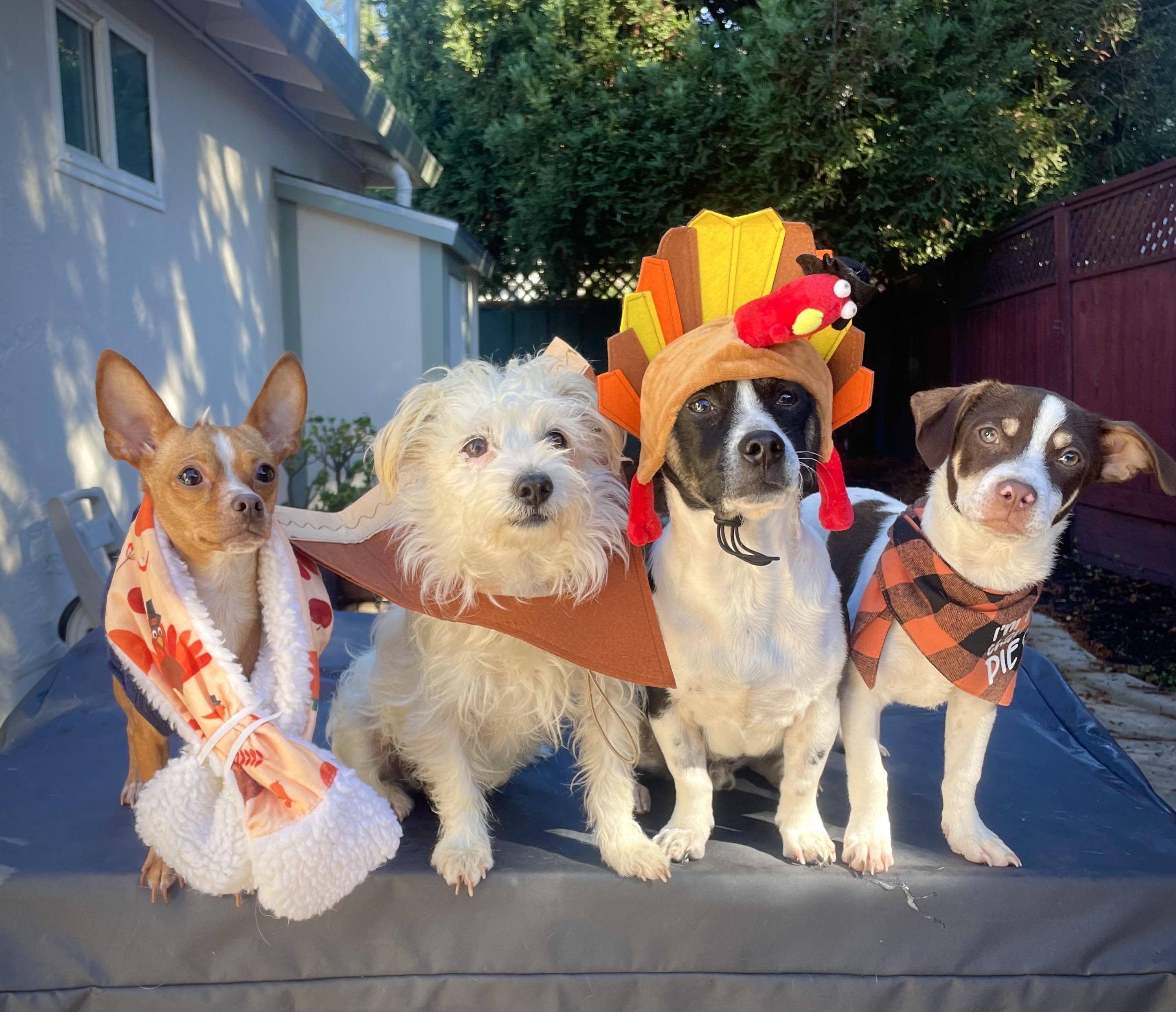 Enlarge Mandy, an adopted Chihuahua in Oakland, CA image 2/4