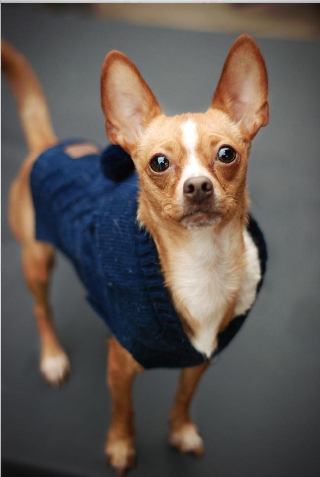 Enlarge Mandy, an adopted Chihuahua in Oakland, CA image 3/4