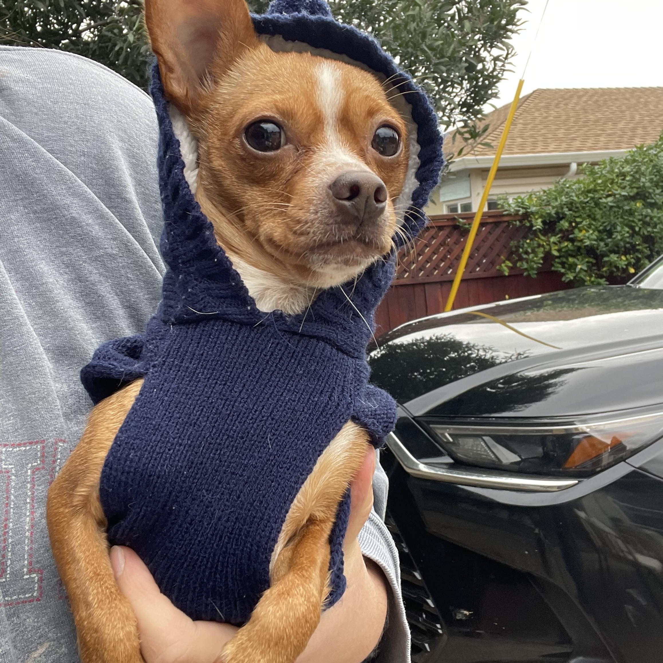 Enlarge Mandy, an adopted Chihuahua in Oakland, CA image 4/4