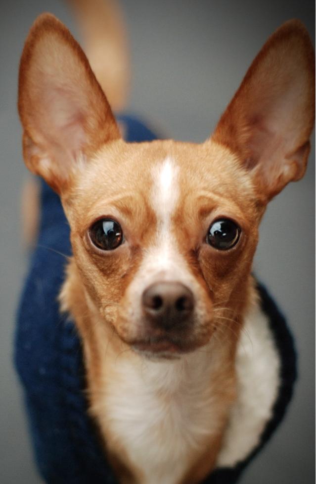 Mandy, Adoptable, Adult Female Chihuahua.