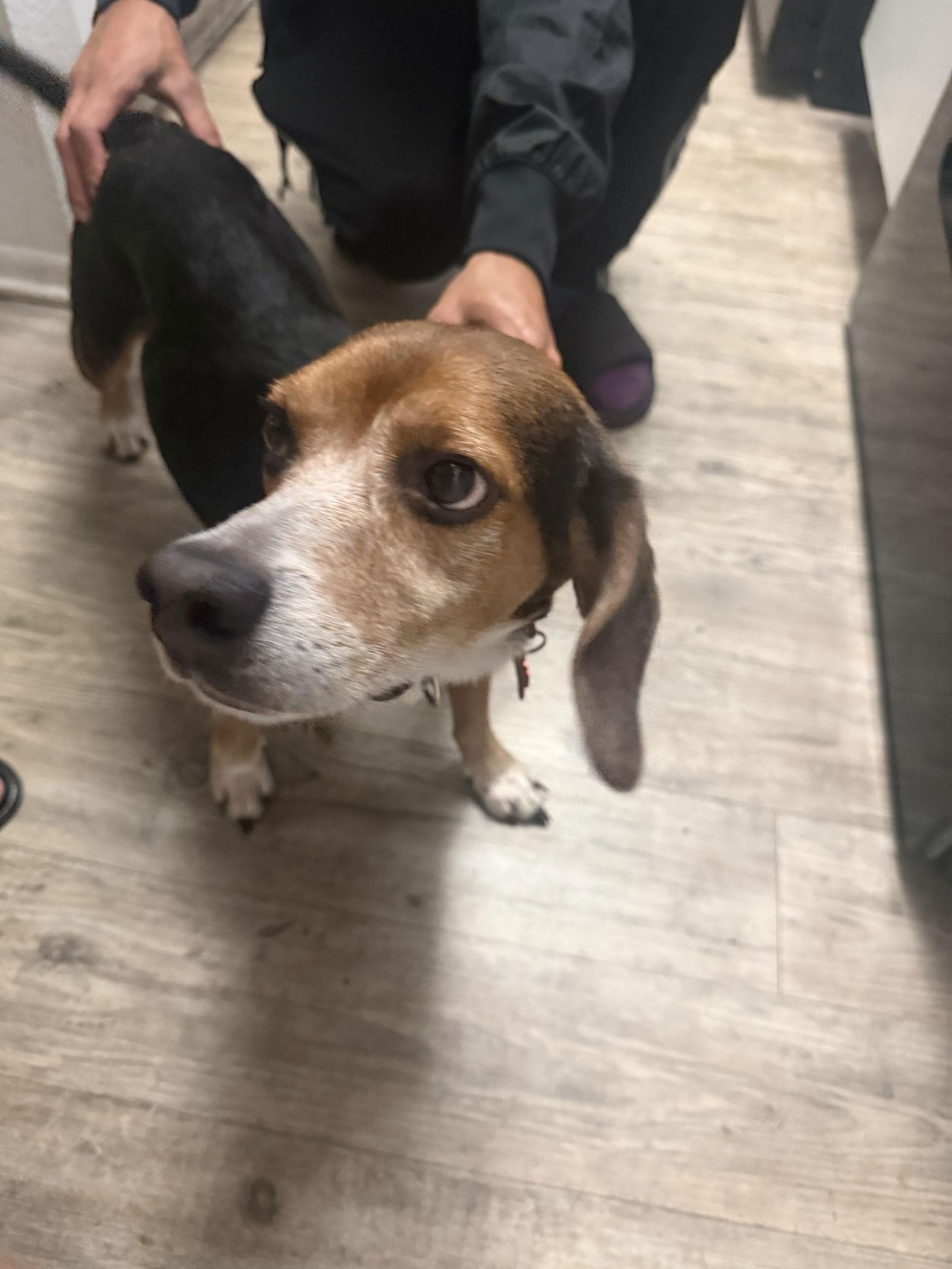 Enlarge Pecan, a Adoptable Beagle in Tampa, FL image 2/3