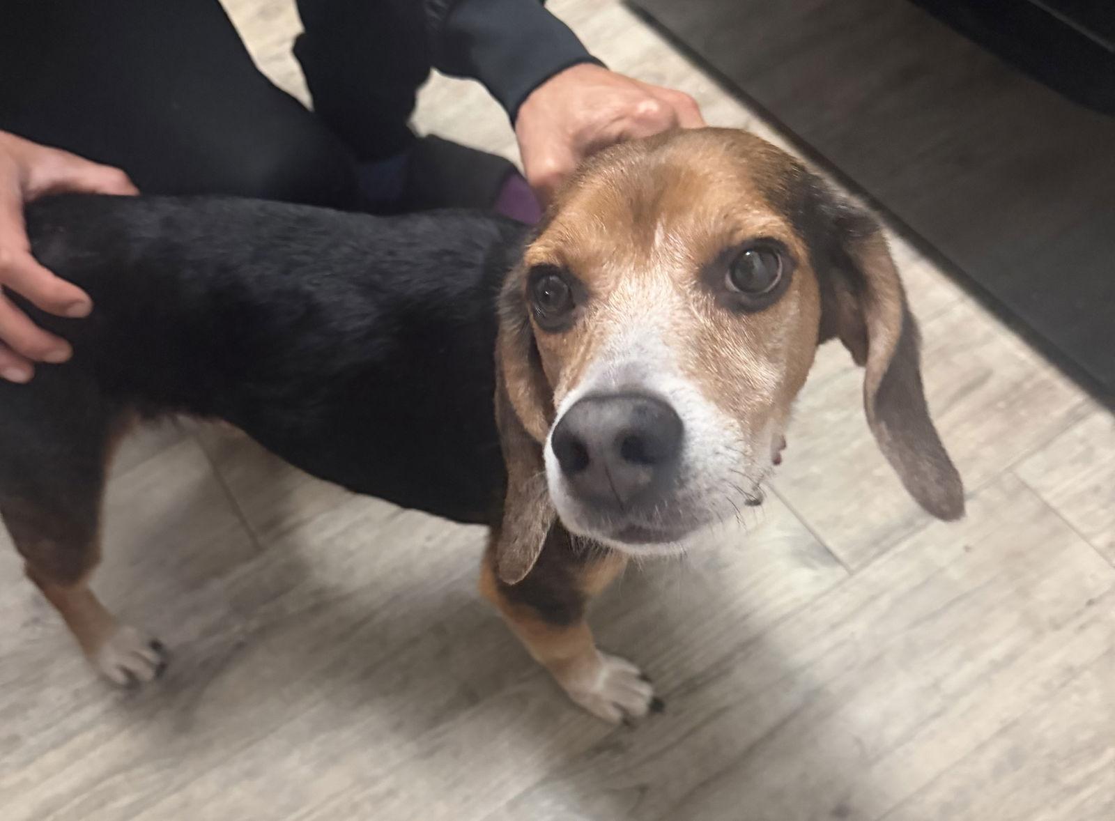 Pecan, Adoptable, Adult Male Beagle.