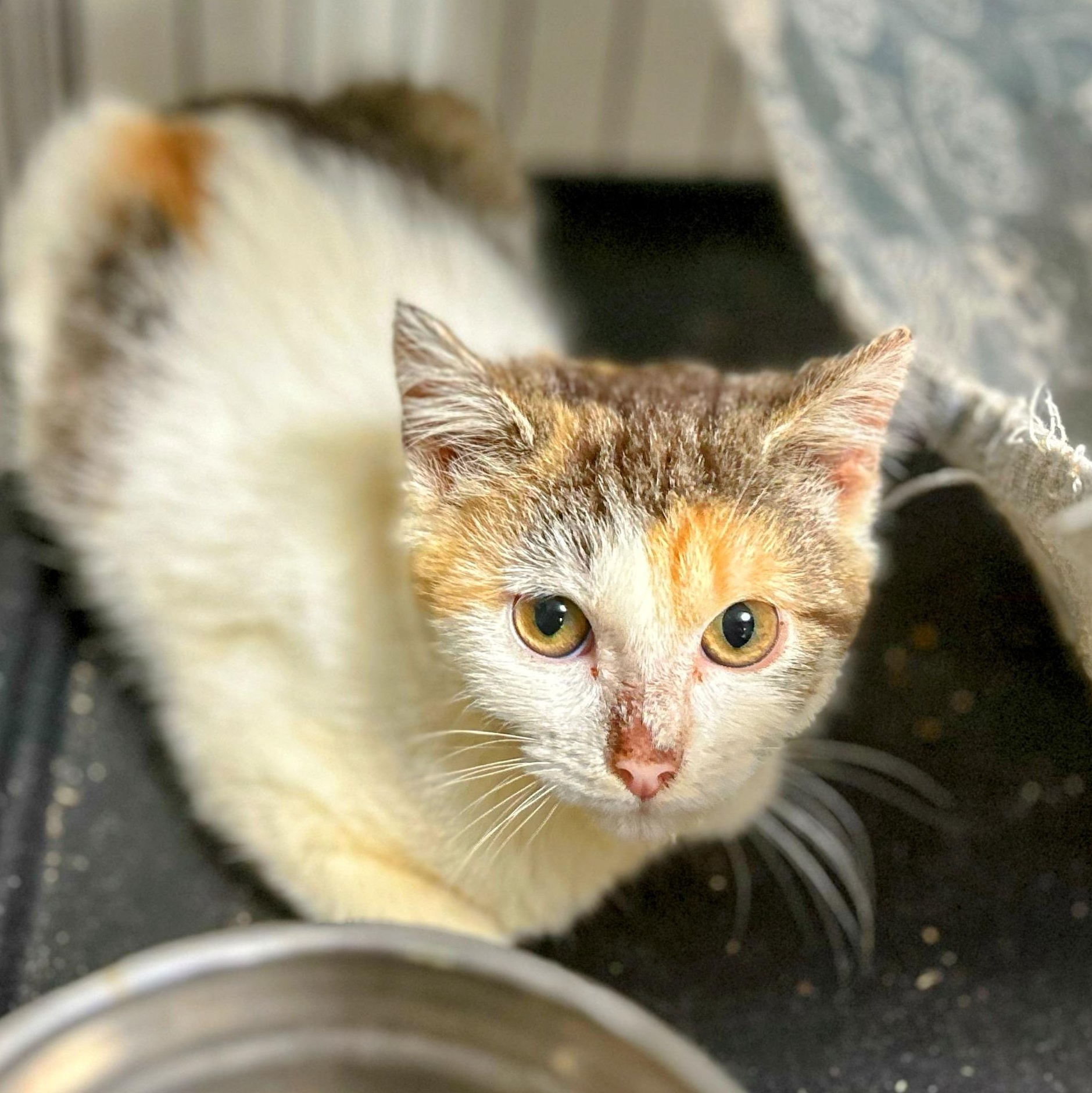 Caterine (F) , a Adoptable Calico in West Nyack, NY image 1/2