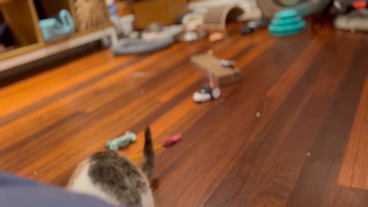 Enlarge Caterine (F)  , a Adoptable Calico in West Nyack, NY video 2/2