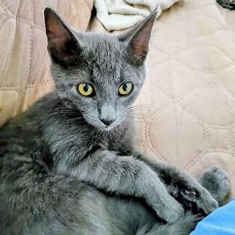 Diesel, Adoptable, Kitten Male Domestic Short Hair.