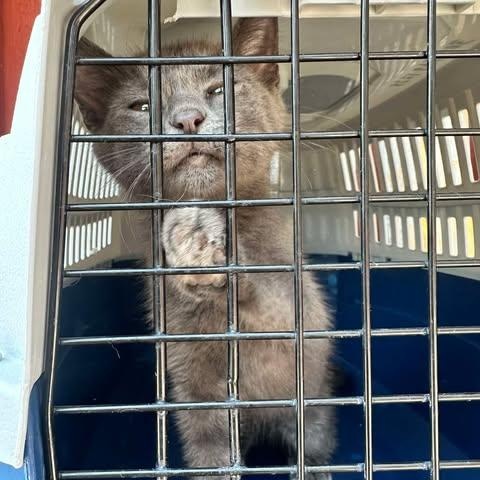 Enlarge Diesel, a Adoptable Domestic Short Hair in North Platte, NE image 2/3