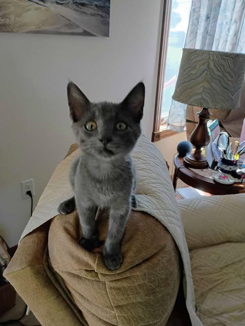 Enlarge Diesel, a Adoptable Domestic Short Hair in North Platte, NE image 3/3