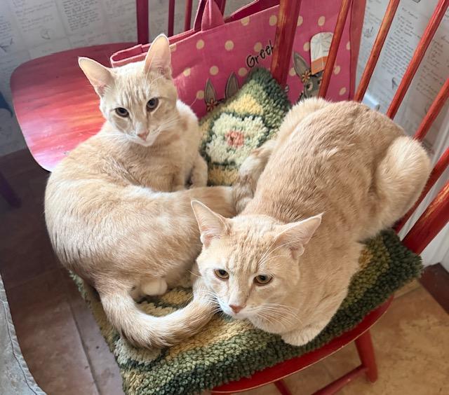 Yellowtail - Bonded Pair photo
