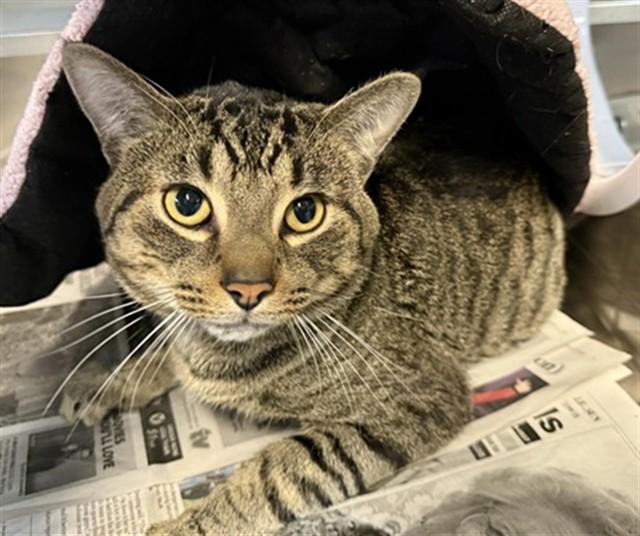 MONK, Adoptable, Young Male Domestic Short Hair.