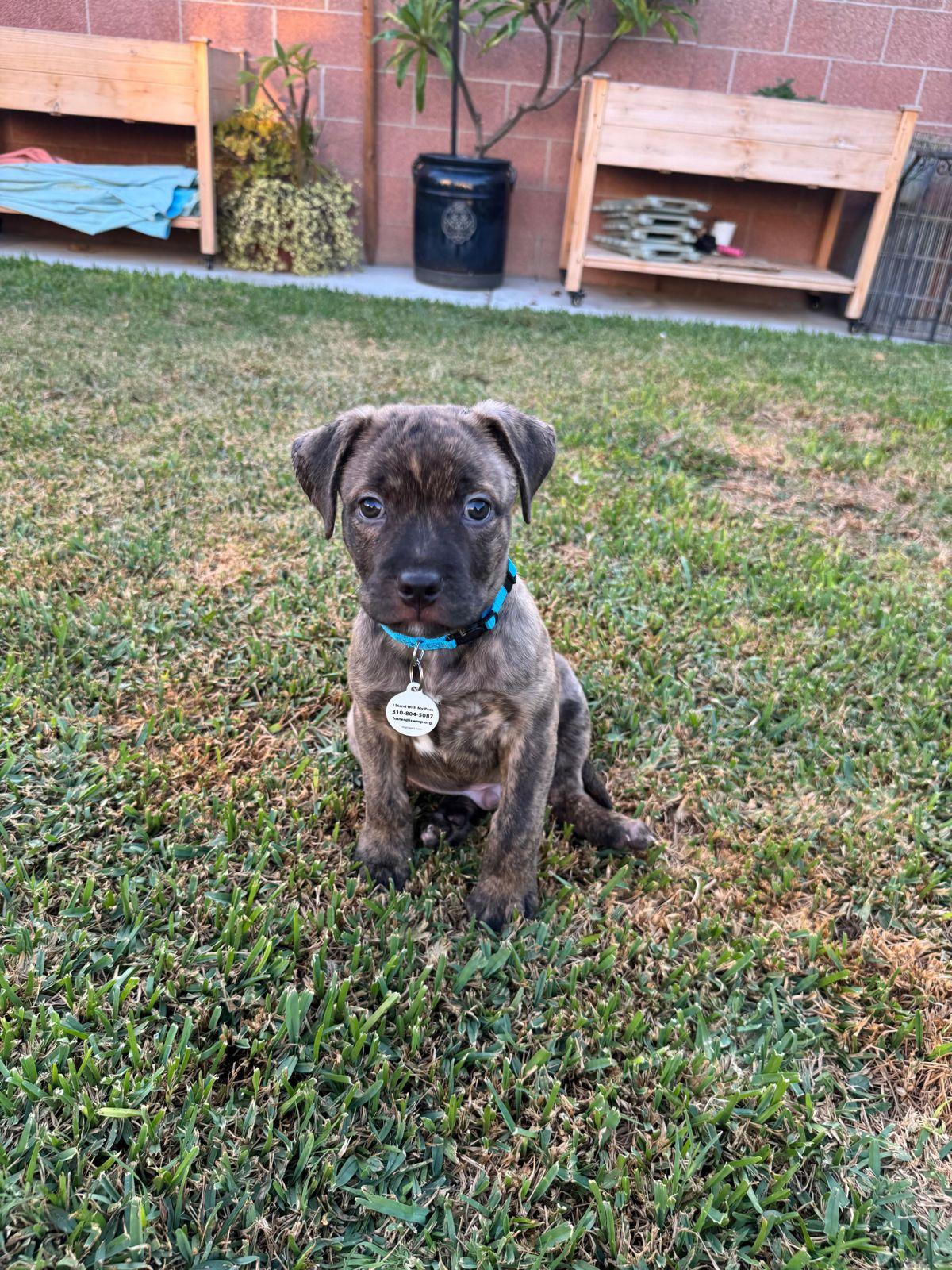 Enlarge Otter, a Adoptable Pit Bull Terrier in Los Angeles, CA image 4/6