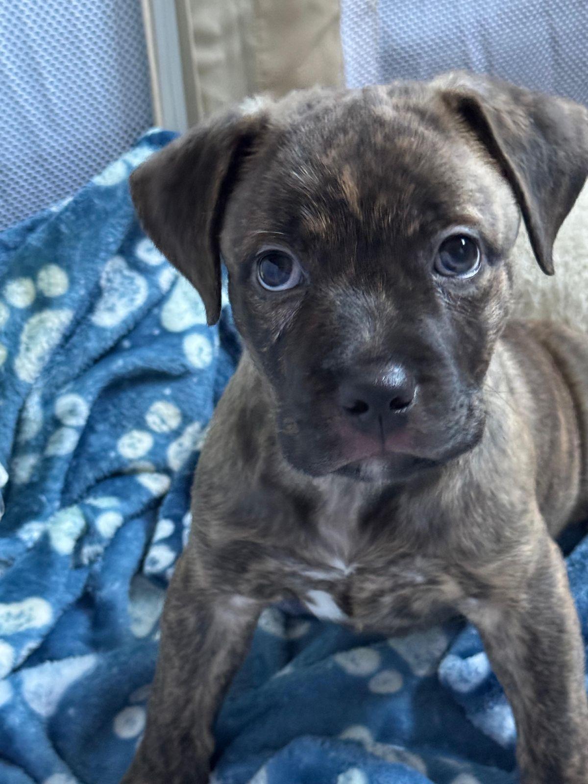 Enlarge Otter, a Adoptable Pit Bull Terrier in Los Angeles, CA image 3/6