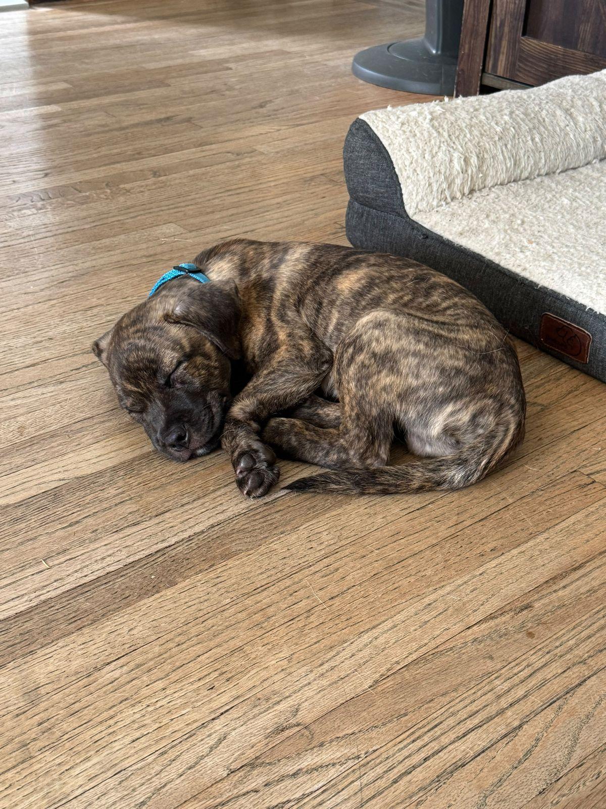 Enlarge Otter, a Adoptable Pit Bull Terrier in Los Angeles, CA image 5/6