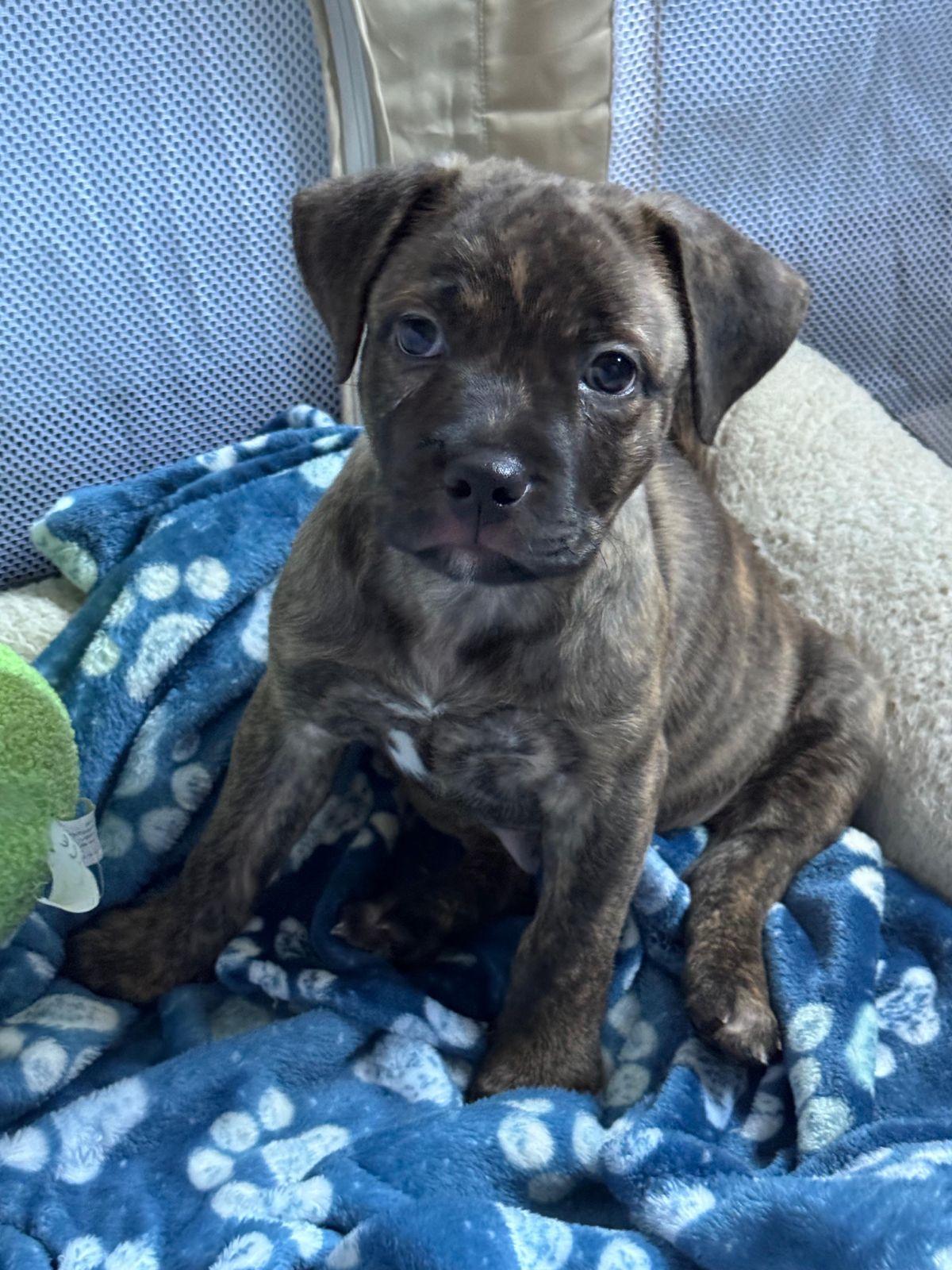 Enlarge Otter, a Adoptable Pit Bull Terrier in Los Angeles, CA image 2/6