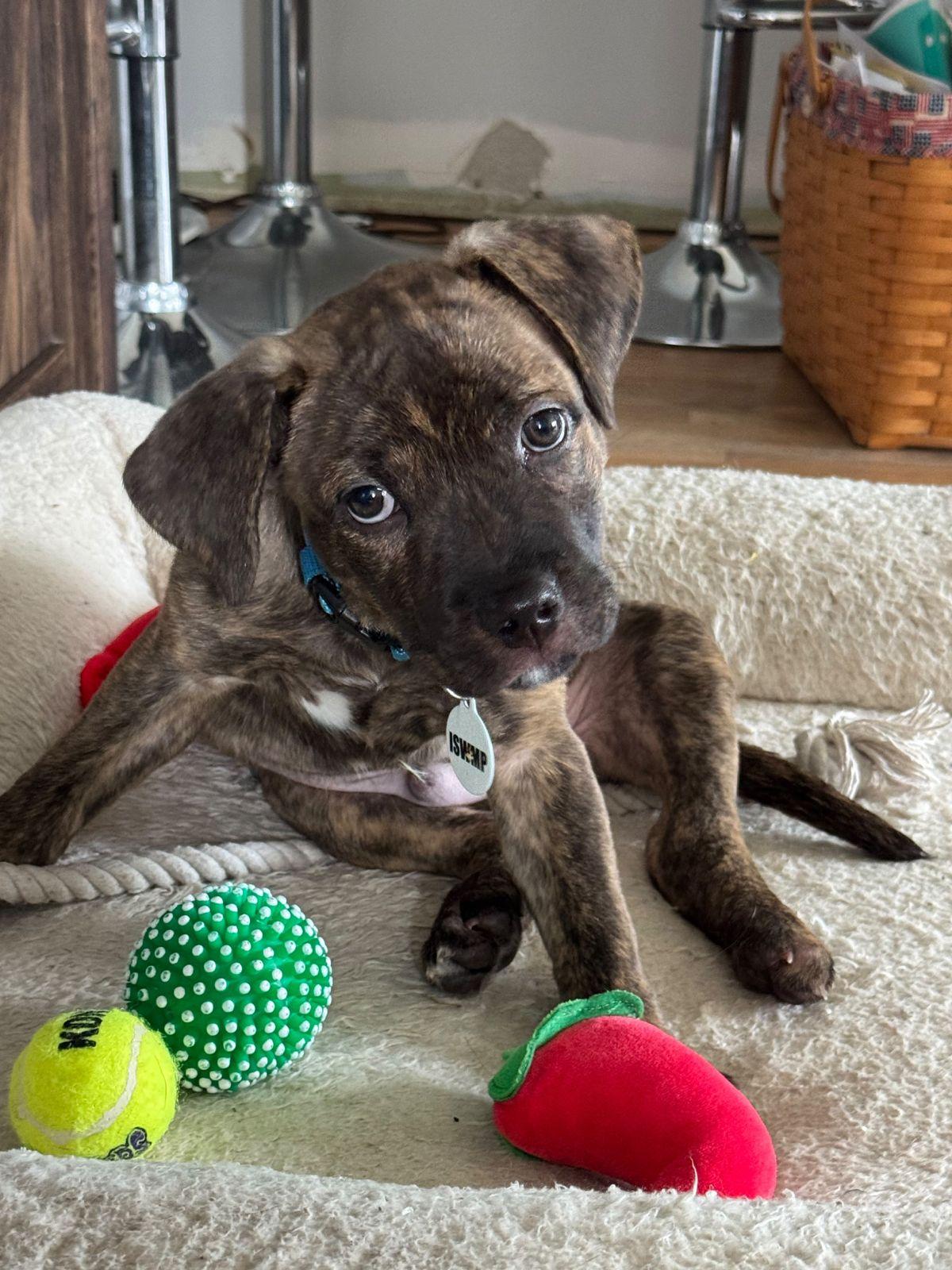 Otter, Adoptable, Puppy Male Pit Bull Terrier.