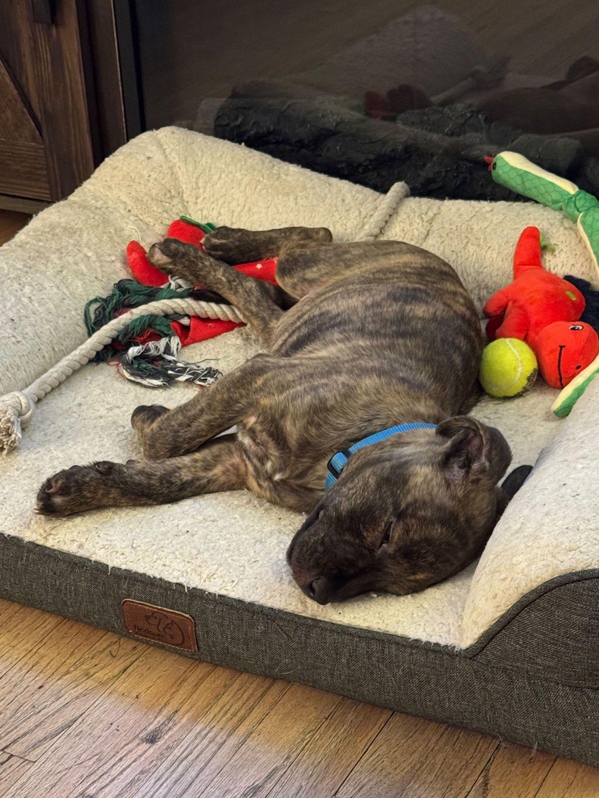 Enlarge Otter, a Adoptable Pit Bull Terrier in Los Angeles, CA image 6/6
