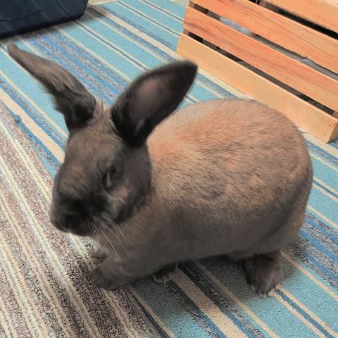 Enlarge Ayden, a Adopted mixed breed in Clinton, NJ image 3/3