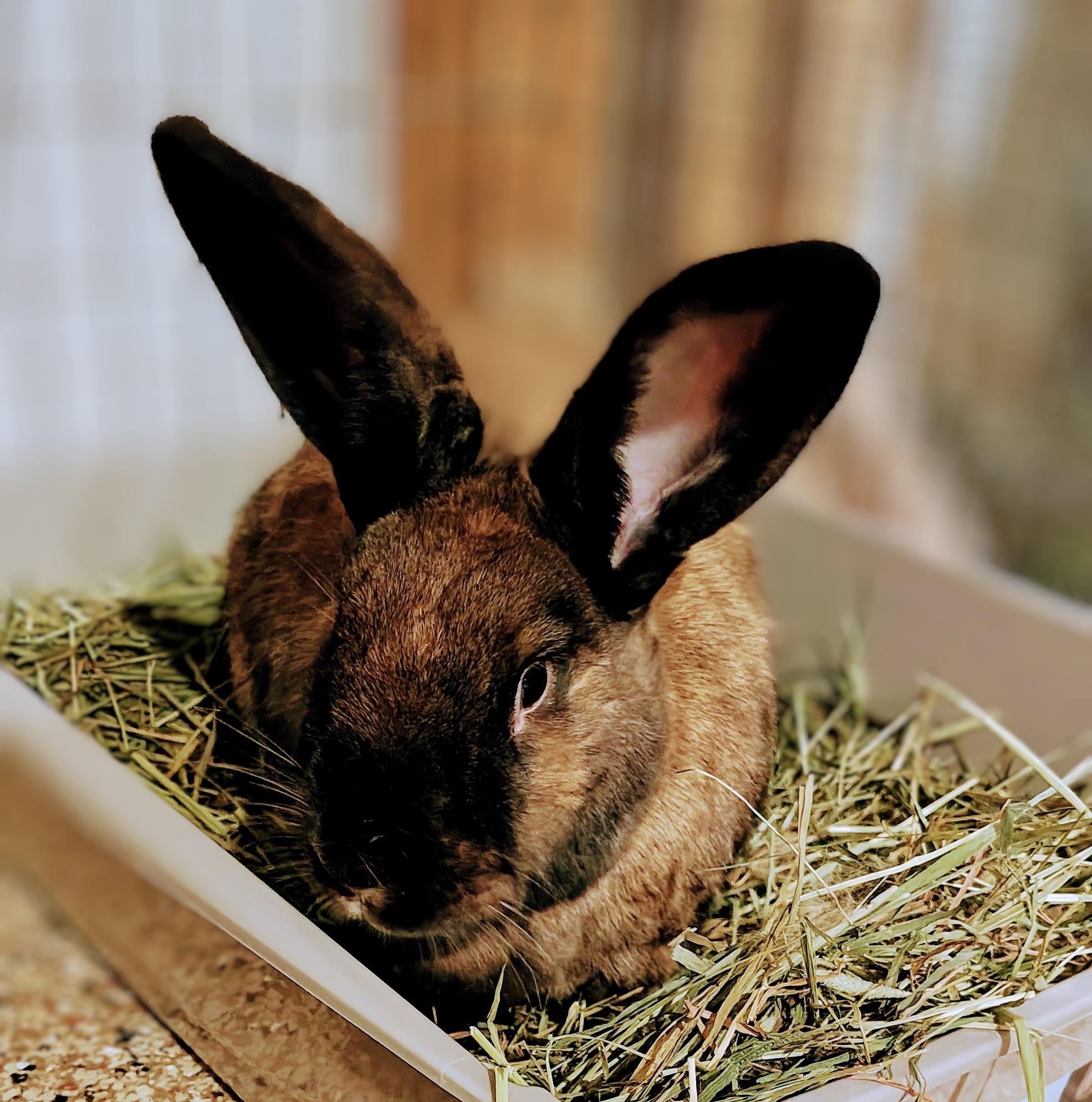 Ayden, Adoptable, Adult Male Silver Fox.