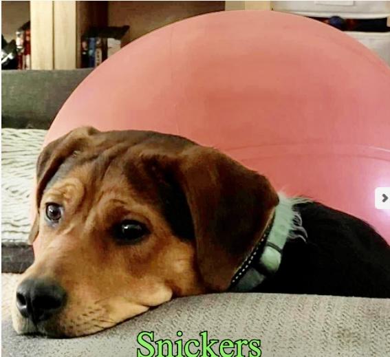 Enlarge SNICKERS….super sweet girl!!!, a Adoptable mixed breed in Cantonment, FL image 3/3