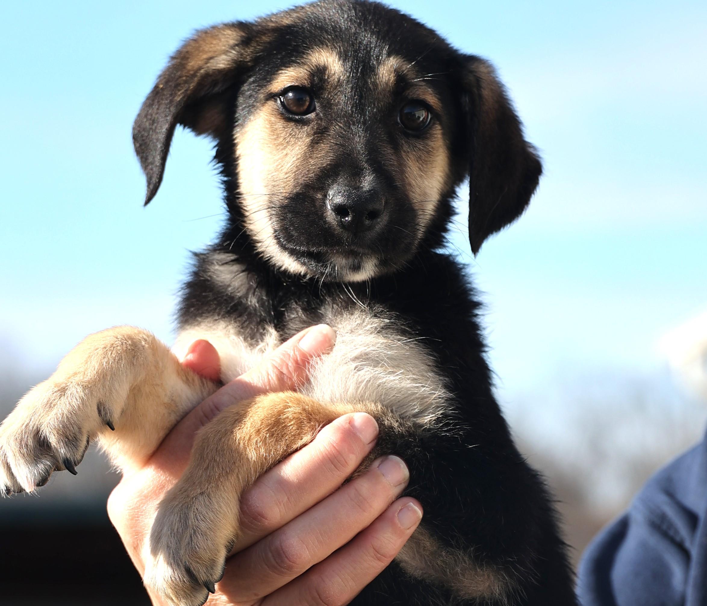 Enlarge Eddie-Available 1/18@Petsmart! www.lhar.dog to apply! , an adoptable mixed breed in Frederick, MD image 4/6