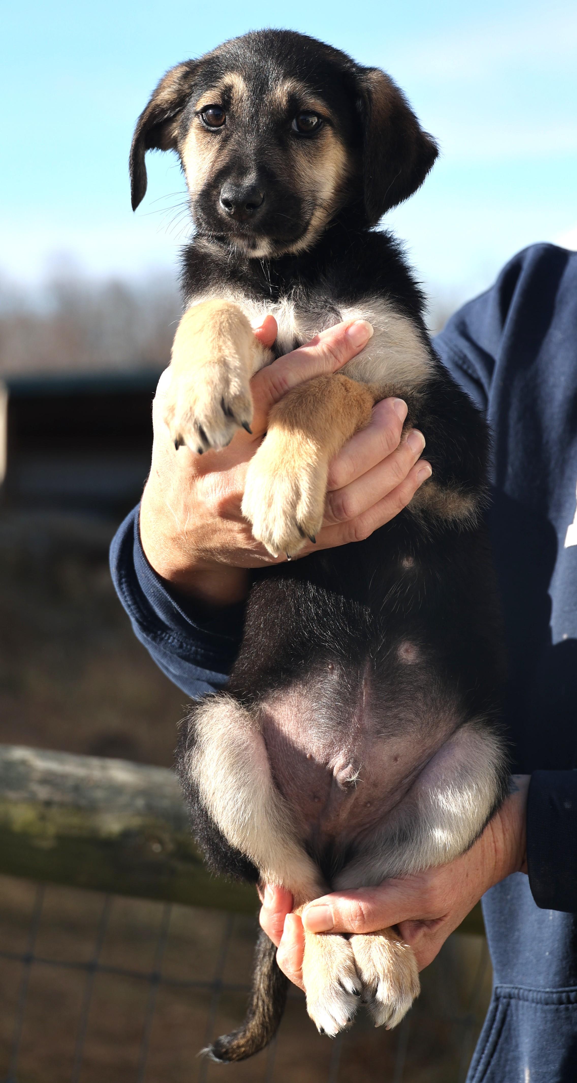 Enlarge Eddie-Available 1/18@Petsmart! www.lhar.dog to apply! , an adoptable mixed breed in Frederick, MD image 2/6