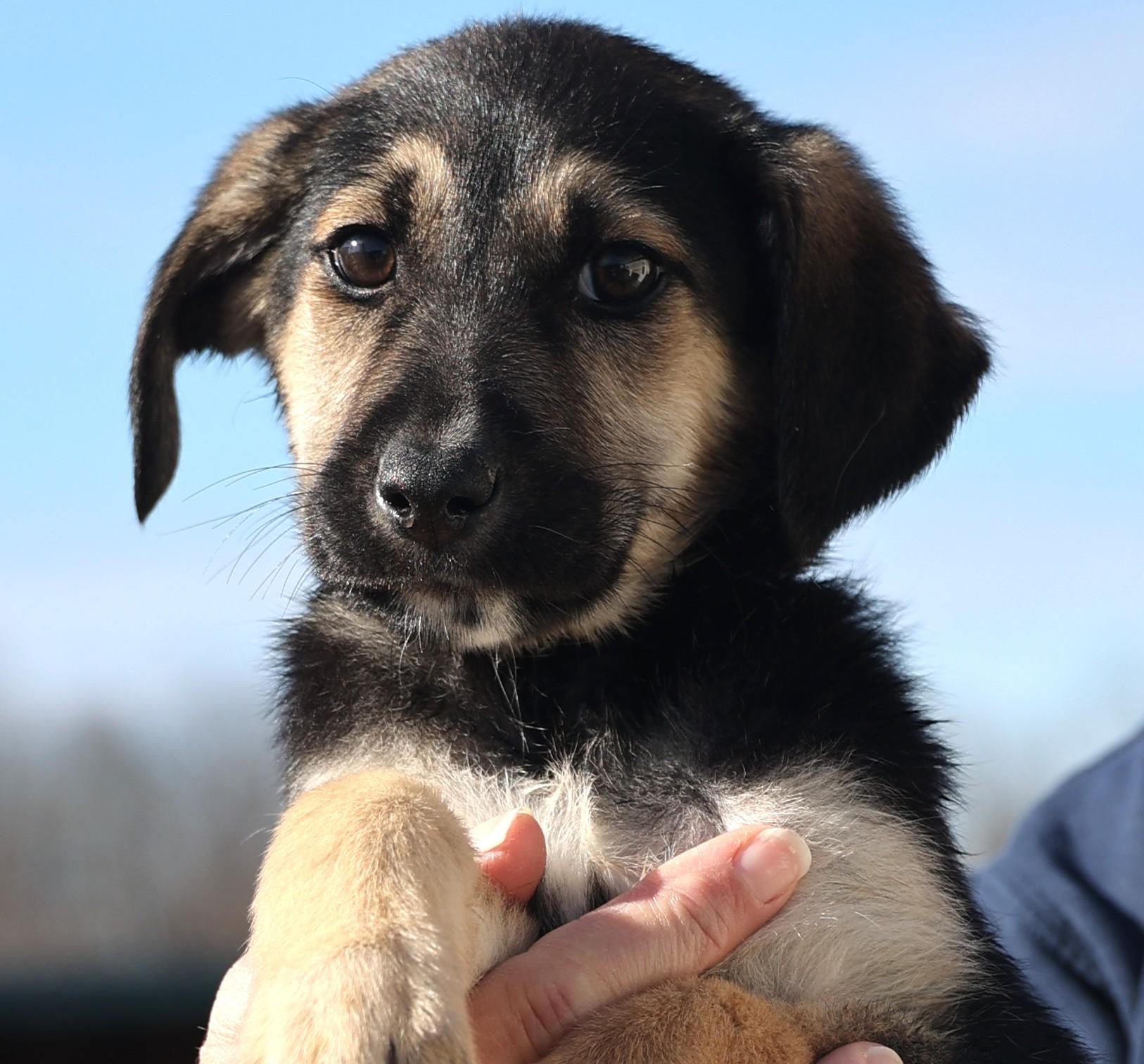 Enlarge Eddie-Available 1/18@Petsmart! www.lhar.dog to apply! , an adoptable mixed breed in Frederick, MD image 3/6