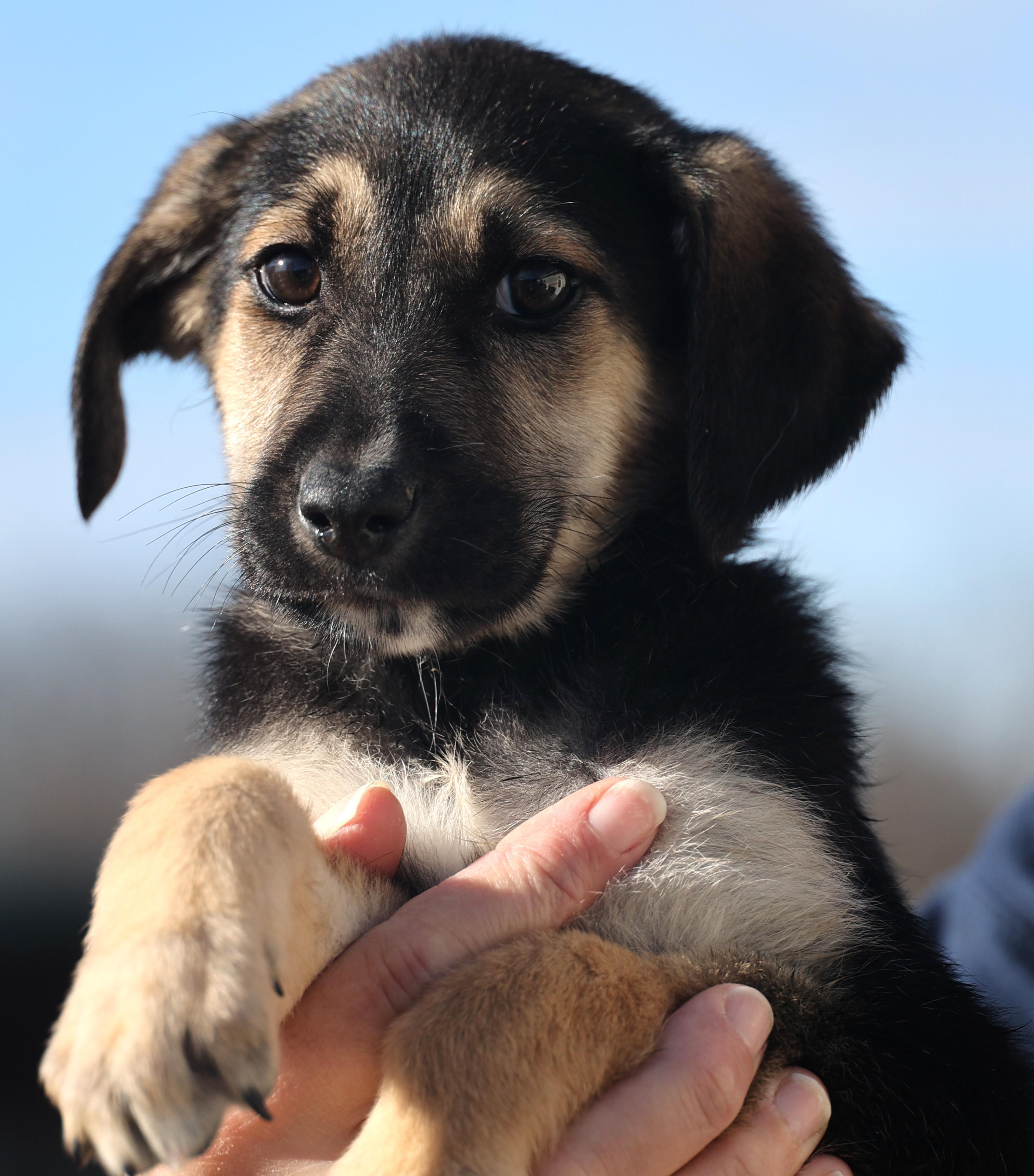 Enlarge Eddie-Available 1/18@Petsmart! www.lhar.dog to apply! , an adoptable mixed breed in Frederick, MD image 1/6