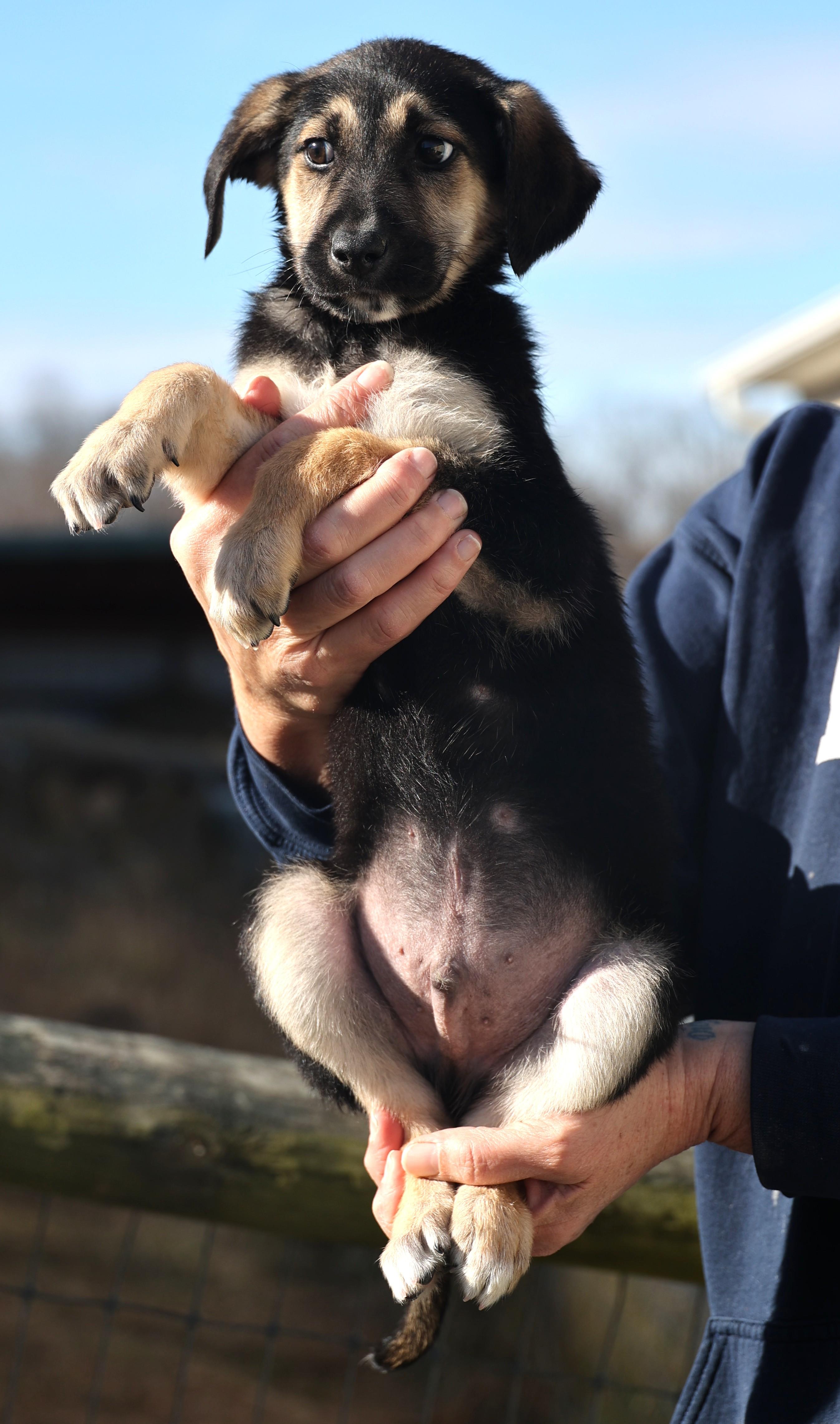 Enlarge Eddie-Available 1/18@Petsmart! www.lhar.dog to apply! , an adoptable mixed breed in Frederick, MD image 5/6