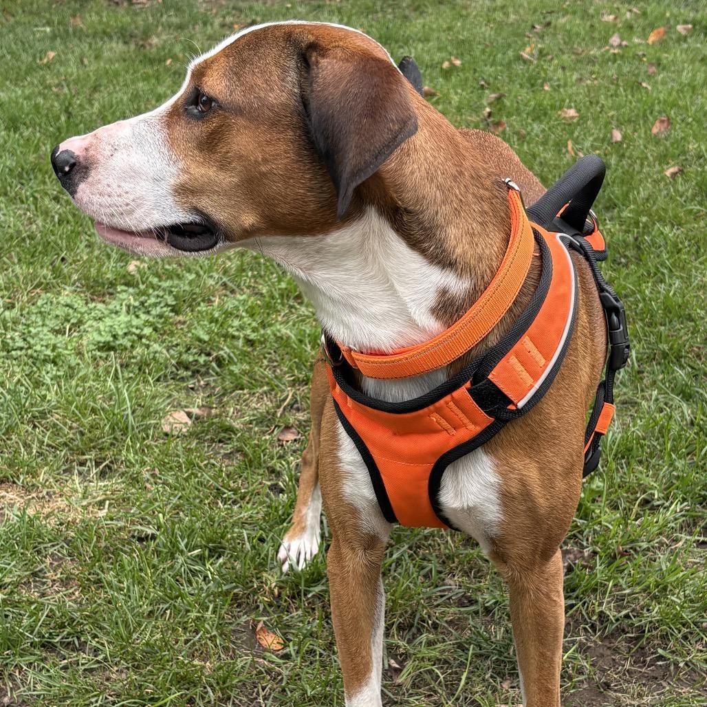 Enlarge Zander, a Adoptable mixed breed in Rochester, MN image 1/5