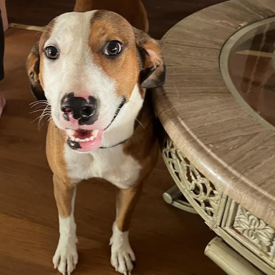 Enlarge Zander, a Adoptable mixed breed in Rochester, MN image 2/5