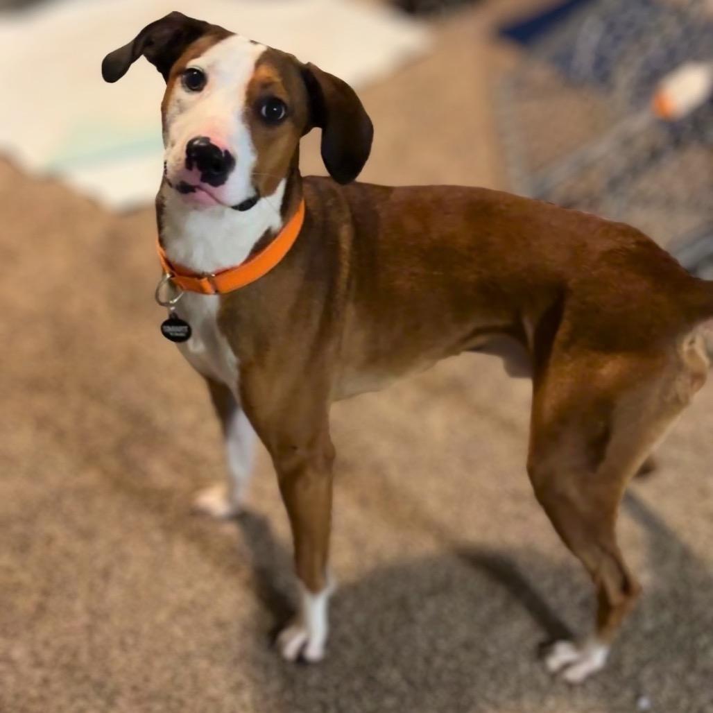 Enlarge Zander, a Adoptable mixed breed in Rochester, MN image 3/5