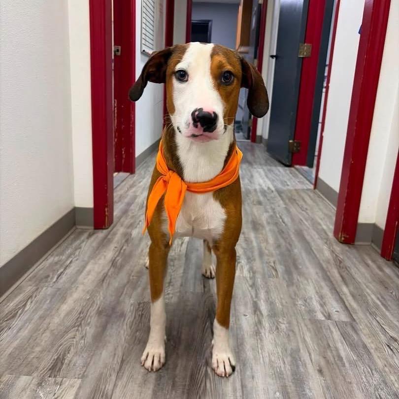 Enlarge Zander, a Adoptable mixed breed in Rochester, MN image 4/5